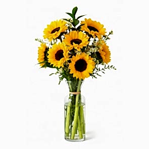 Ay Çiçeği Helianthus Günebakan Çiçeği