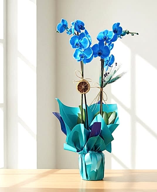 Mavi Orkide ® Blue Orkide