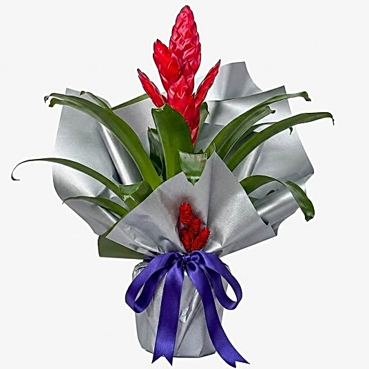 Kırmızı Alev Kılıcı Çiçeği Vriesea Splendens
