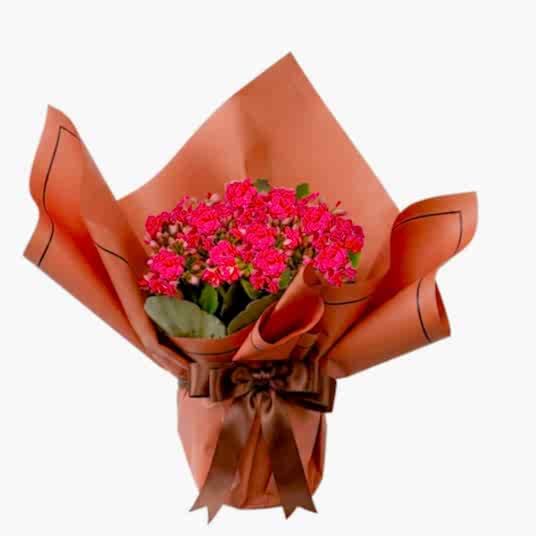 Kalanchoe Tanzimi