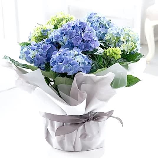 Ortanca (Hydrangea)