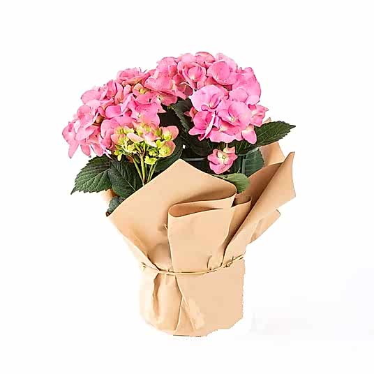 Saksı Çiçeği Pembe Ortanca (Hydrangea)
