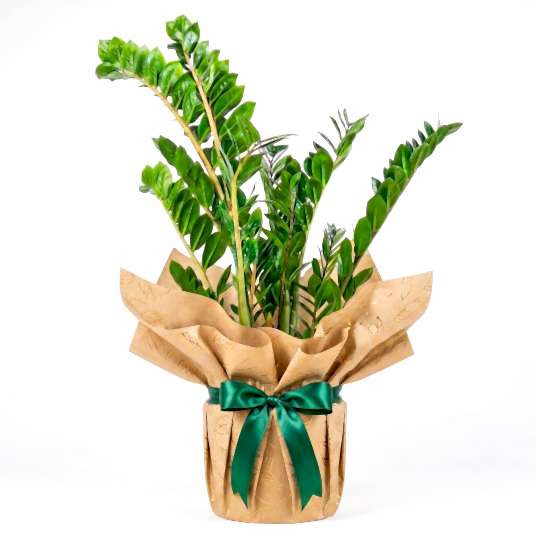 Zamia Large - Zamioculcas Zamiifolia (Salon Çamı) - Büyük Boy Özel Tasarım