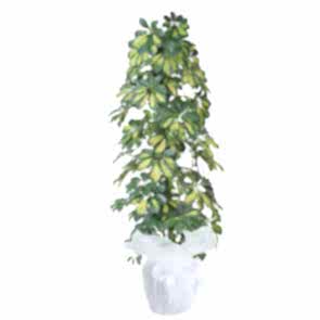 Saksı Çiçeği 3'lu Şeflera (Schefflera) 