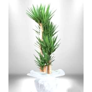5 li Yucca Saksı Çiçeği