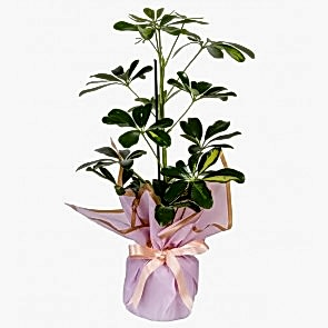 Schefflera