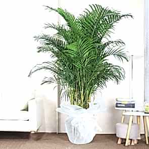 Areka Dypsis Lutescens - Saksı Çiçeği