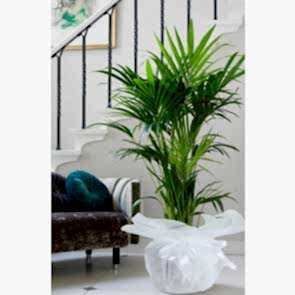 Chamaedorea Elegans Areka Saksı Çiçeği 
