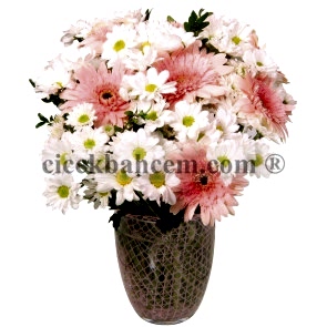 Cam Vazoda Pembe Gerbera ve Beyaz Kırizantem Aranjmanı