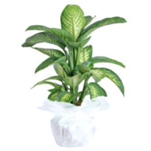 Orta Boy Dieffenbachia Tropik Saksı Çiçeği 