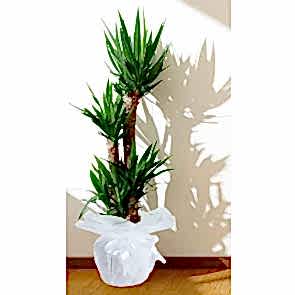 Dörtlü Yucca Çiçeği