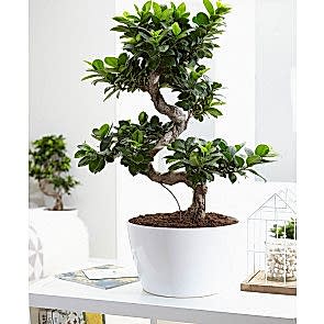 Ficus Microcarpa Bonsai Saksı Çiçeği