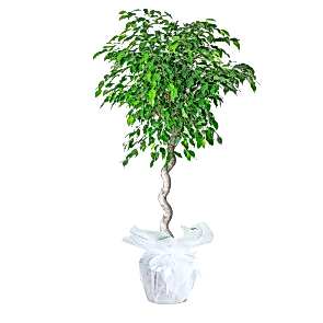 Ficus Petate Saksı Çiçeği