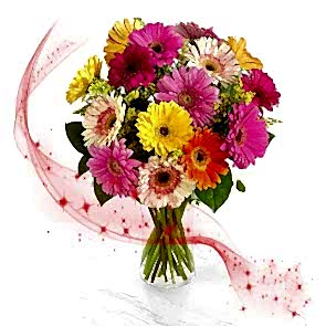 "Gökkuşağı" Rengarenk 15 Gerbera