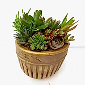 Echeveria Gold Serisi Sukulent