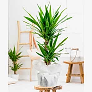 İkili Yucca Saksı Çiçeği
