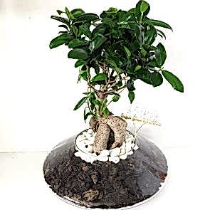 Cam Saksıda Space Ficus Bonsai
