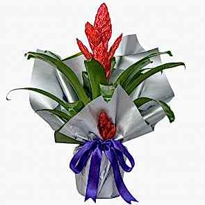 Kırmızı Alev Kılıcı Çiçeği Vriesea Splendens