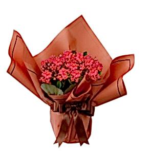 Kalanchoe Tanzimi