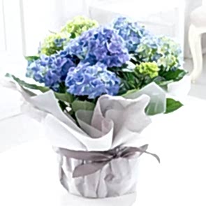 Ortanca (Hydrangea)