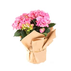 Saksı Çiçeği Pembe Ortanca (Hydrangea)