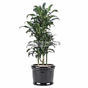 Saksı Çiçek Dracaena Koyu Yeşil 