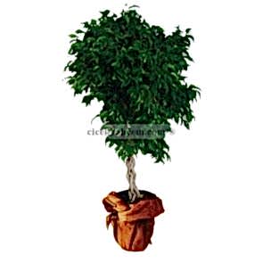 Saksı Çiçekleri ÖRGÜLÜ BENJAMİN 