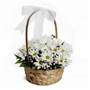 Graceful White Chrysanthemum Arrangement