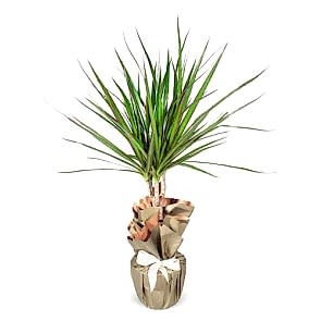 Dracena Saksı Çiçeği