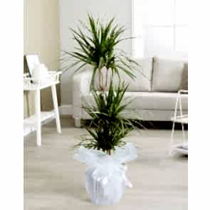 Üçlü Dracena Saksı Çiçeği