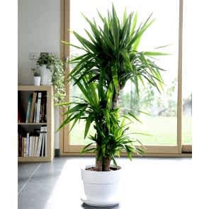 3'lü Yucca Çiçeği
