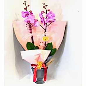 Posh Purple Orchid Plant