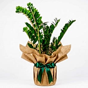 Zamia Large - Zamioculcas Zamiifolia (Salon Çamı) - Büyük Boy Özel Tasarım