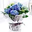 Ortanca (Hydrangea)