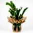 Zamia Large - Zamioculcas Zamiifolia (Salon Çamı) - Büyük Boy Özel Tasarım